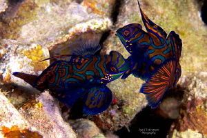 Behavior of  Mandarinfishes 
 by Iyad Suleyman 
